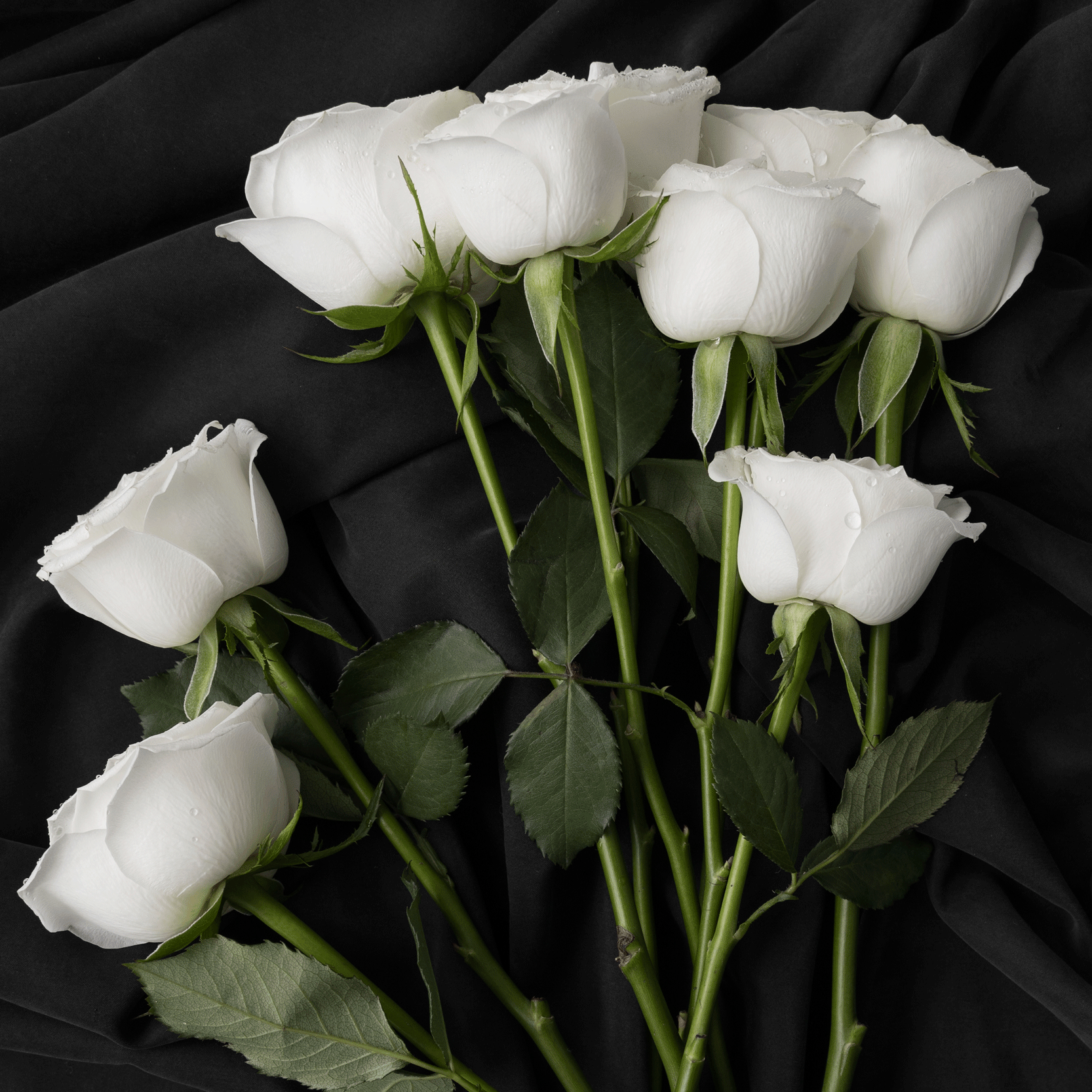view-delicate-white-rose-flowers-1